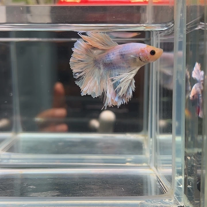 斗鱼满30包邮1日30