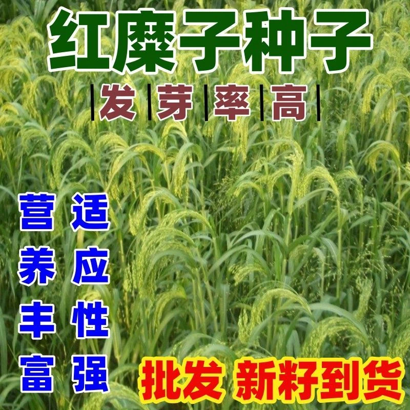 红糜子种子红粘米种子大黄米种子扫把笤帚糜子黍子种子带壳糯米