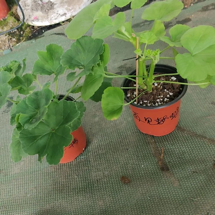 完全开放啦啦啦啦啦啦啦啦
