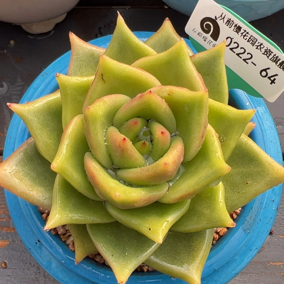 从前慢多肉精选编号0222..64