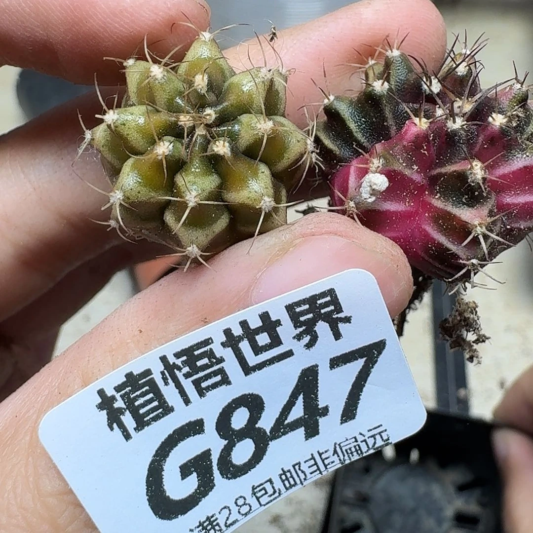 多肉植物的人生fhn