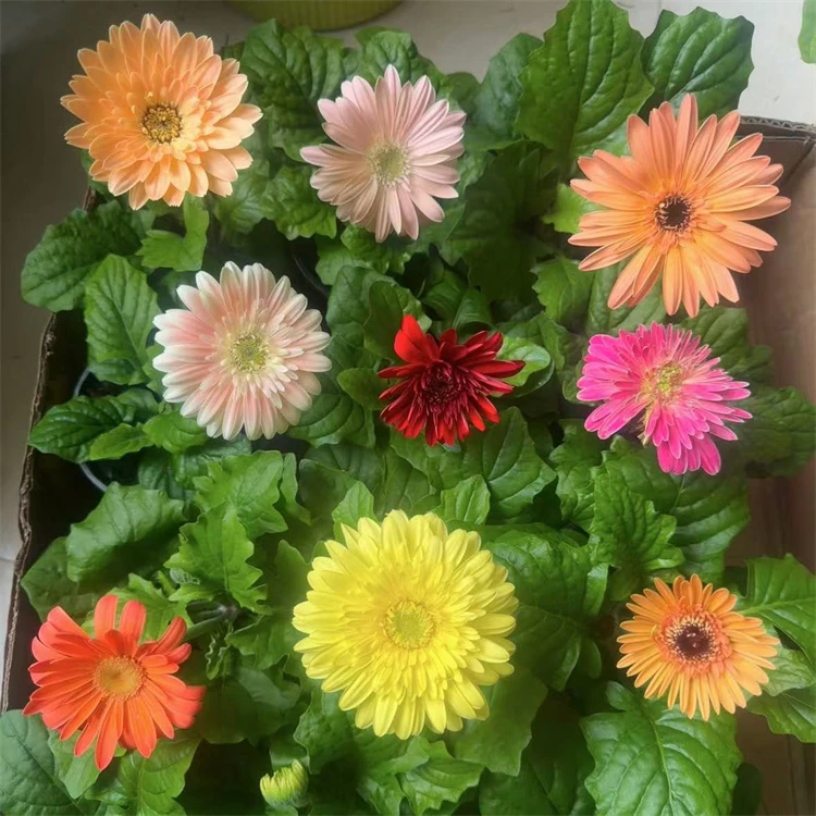 非洲菊一棵 随机颜色 无售后