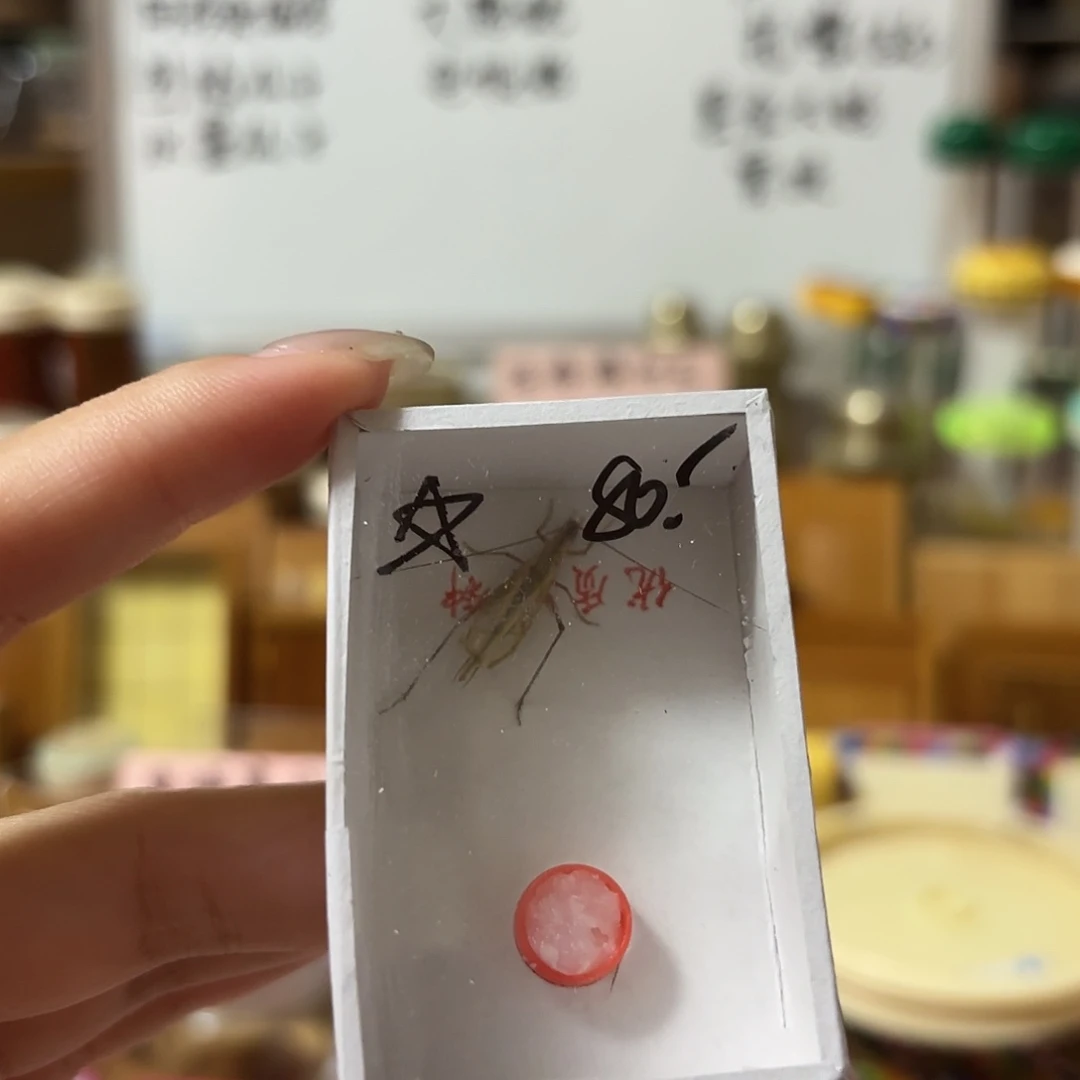 精品红山不包断须尾