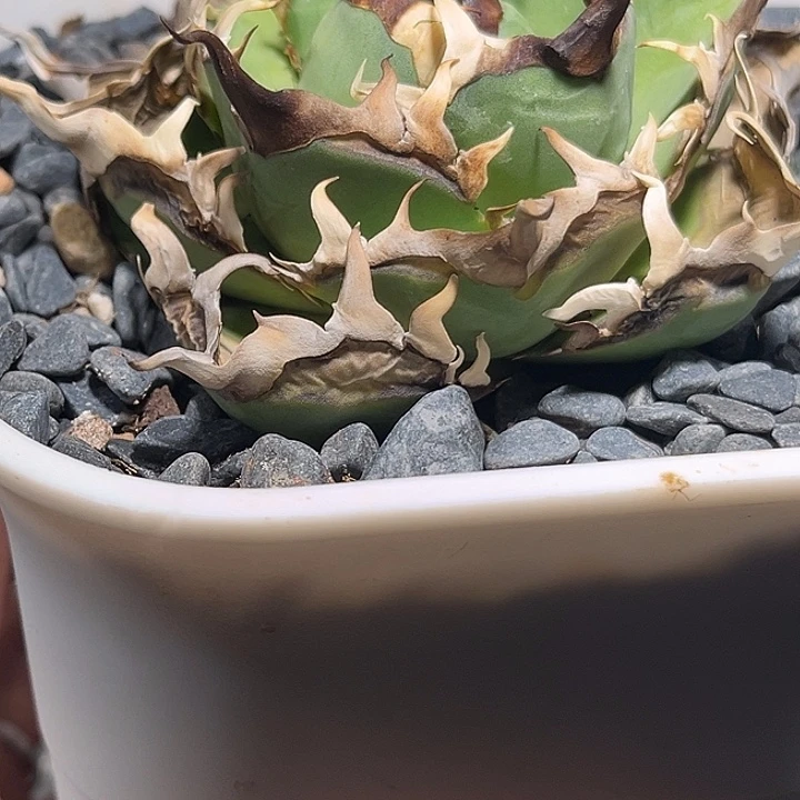 无花朵龙舌兰仁王冠黑帝斯