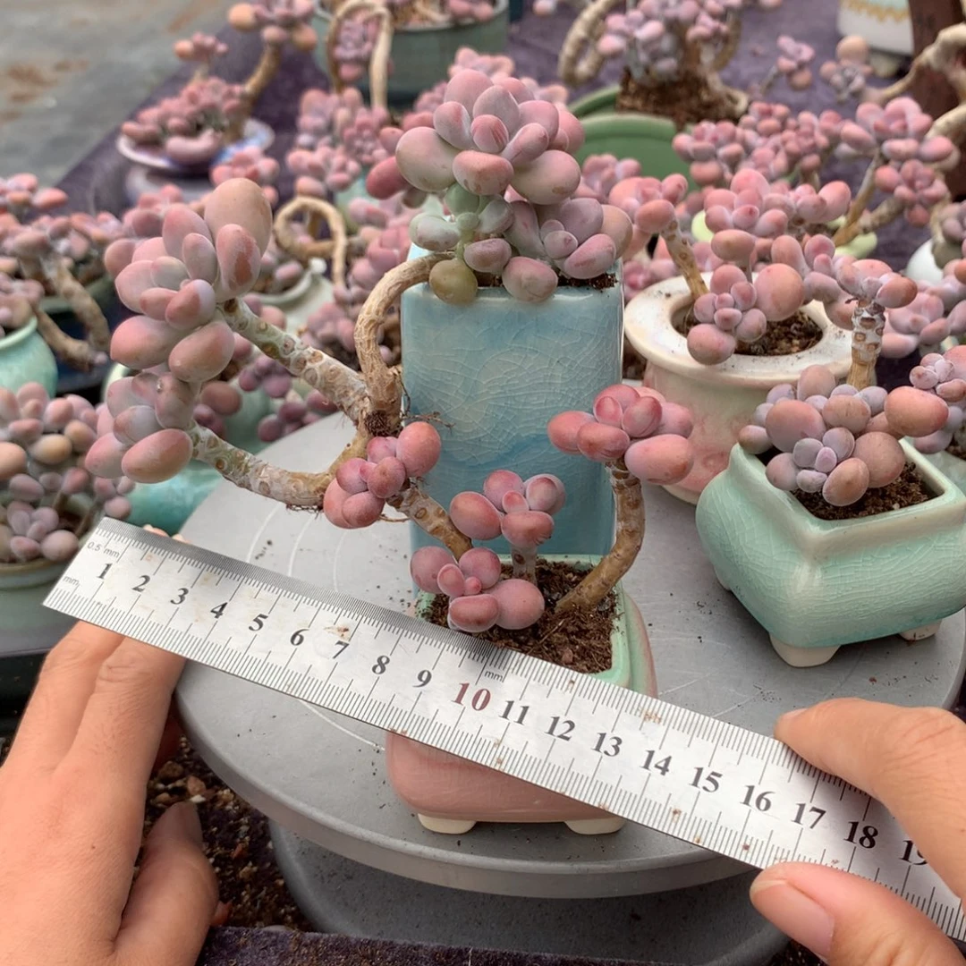 红***旗2颗不带盆偏远地区不包邮的