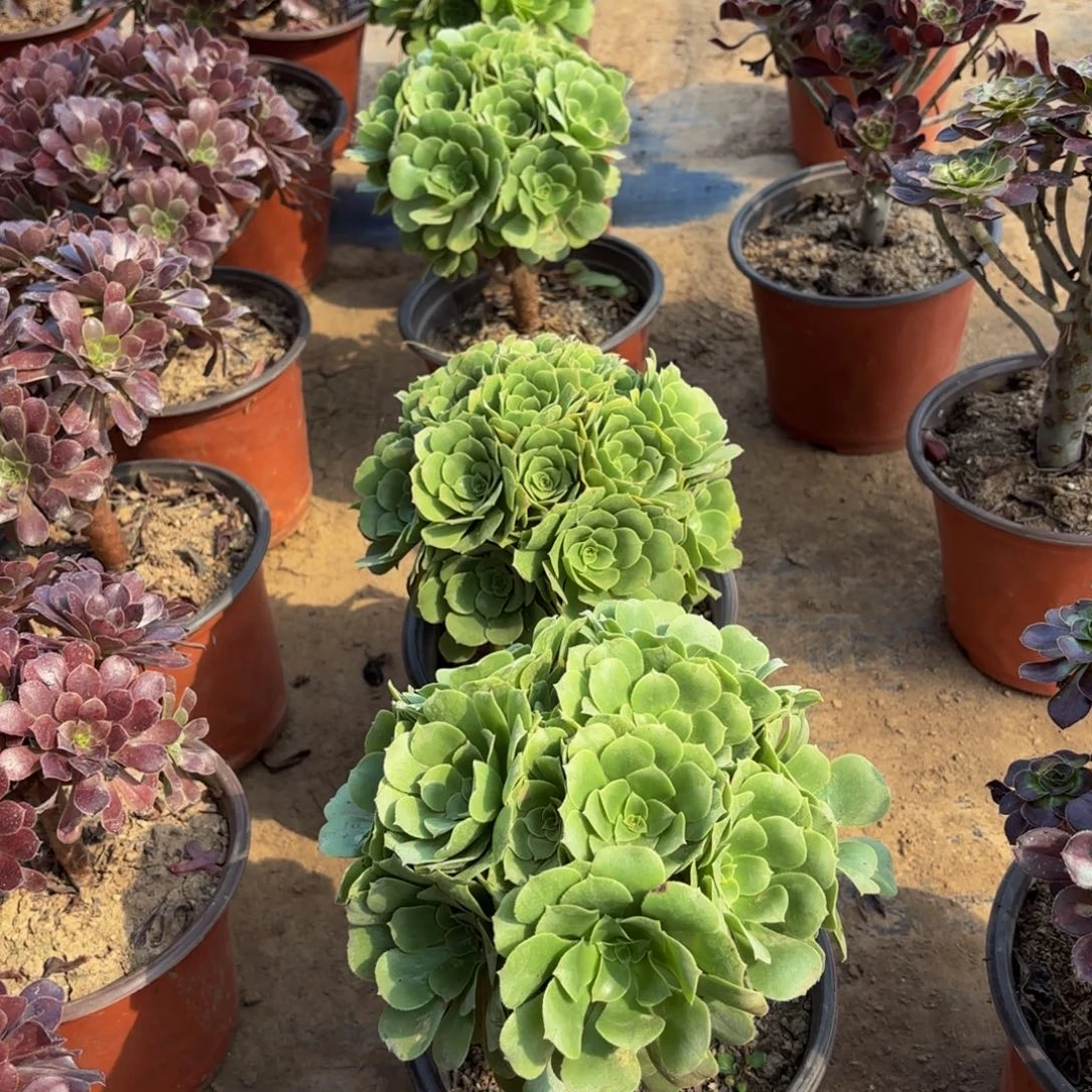 绿玫瑰绣球9.9多肉植物