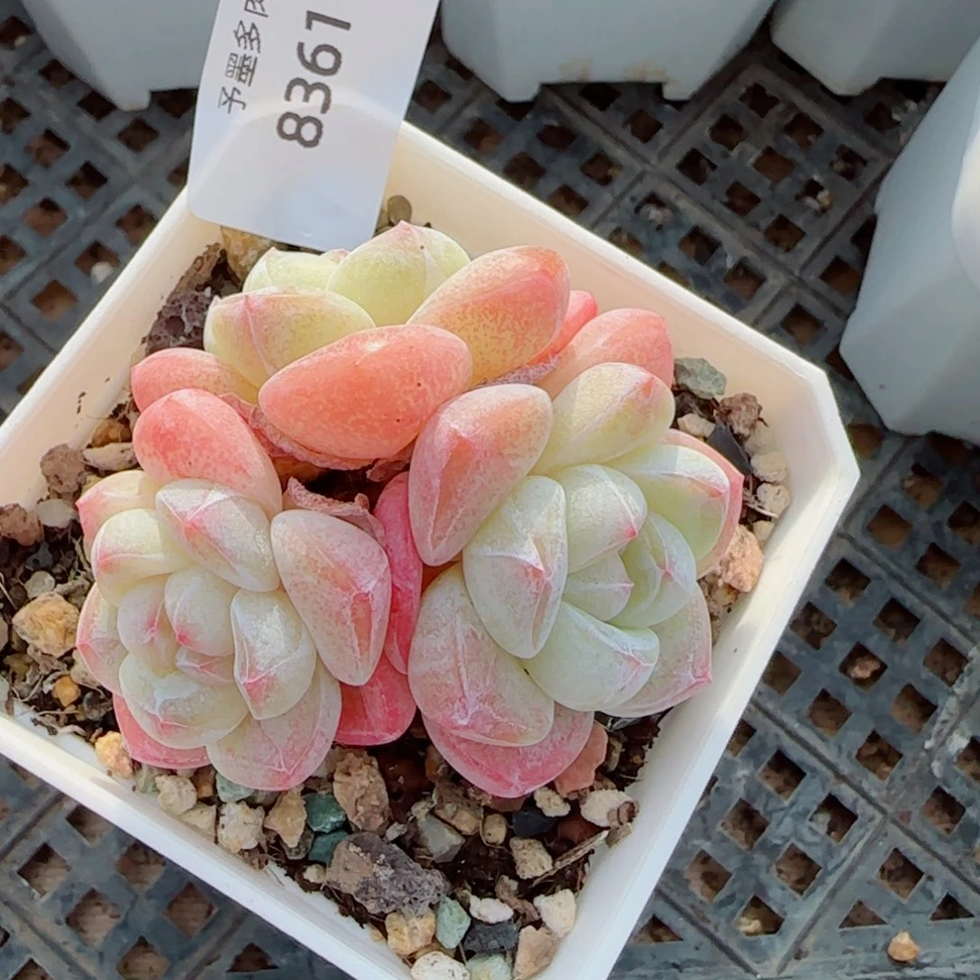 冰玉无砍，8361多肉植物