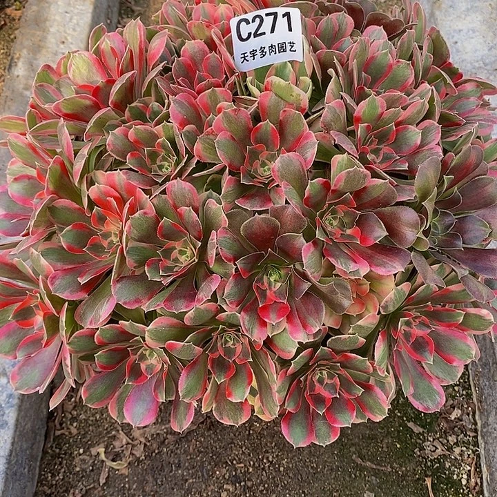 多肉植物271多肉七彩