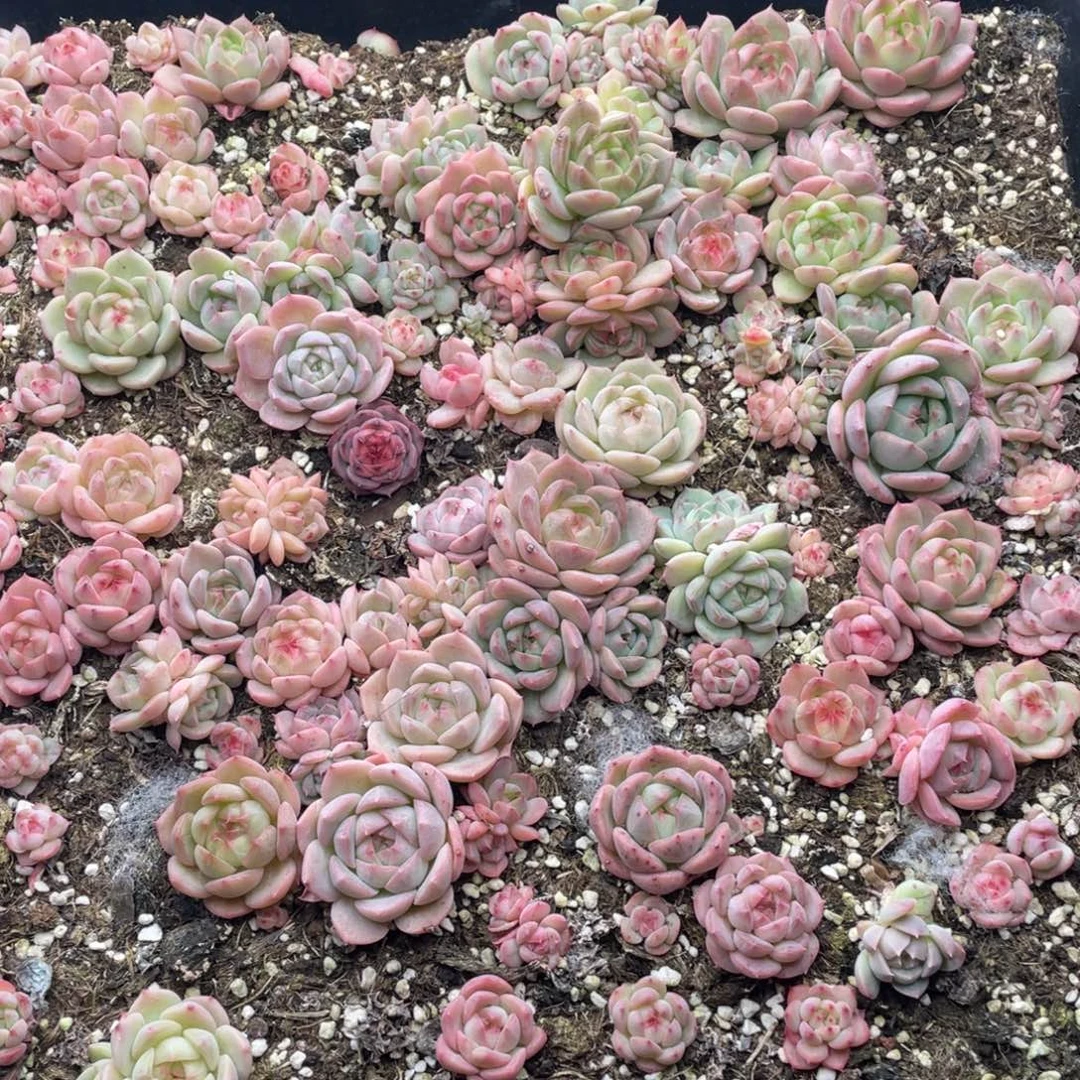 云糖心多肉植物553