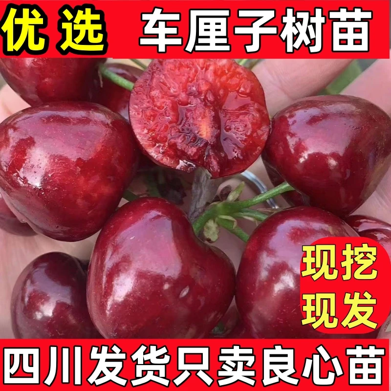 南北方栽植车厘子树苗黑珍珠樱桃苗 红灯大樱桃苗