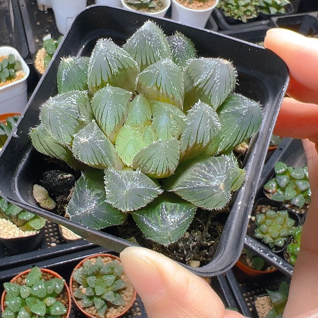 史努比玉露多肉多肉