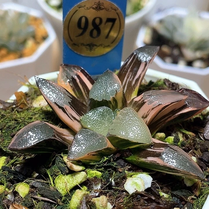 987邱比特錦一物一拍