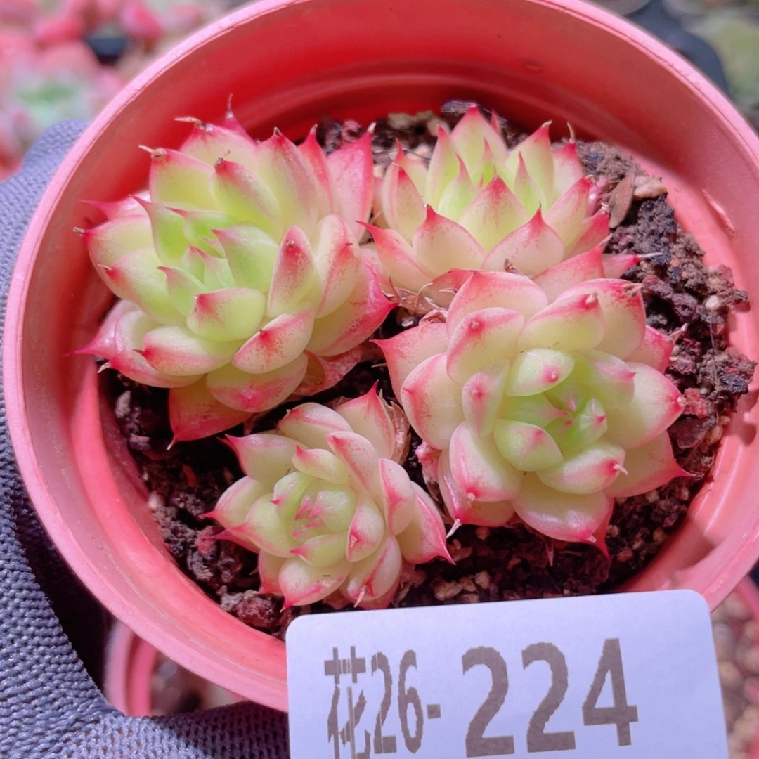 花利美26-224海王