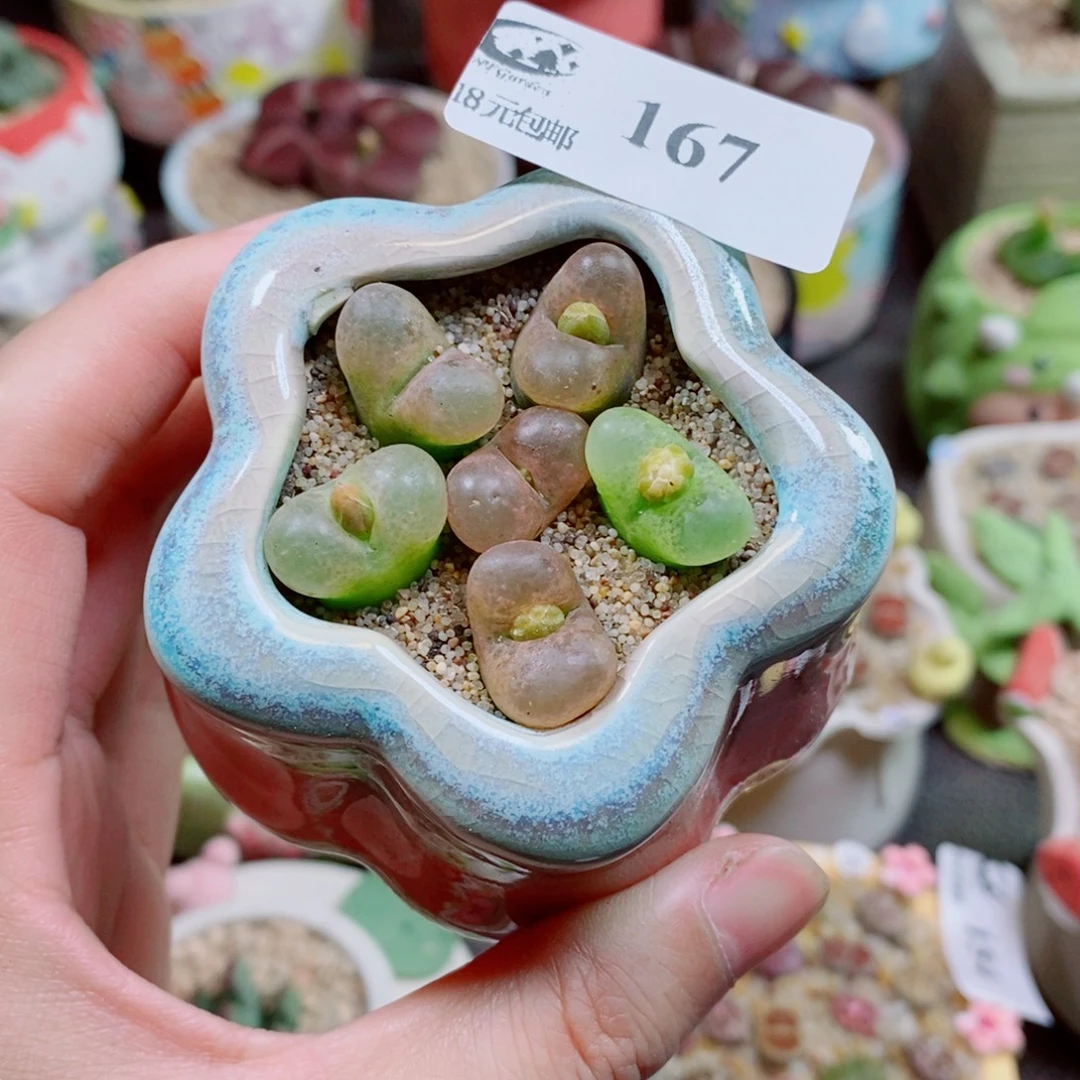 生石花花花花花花167