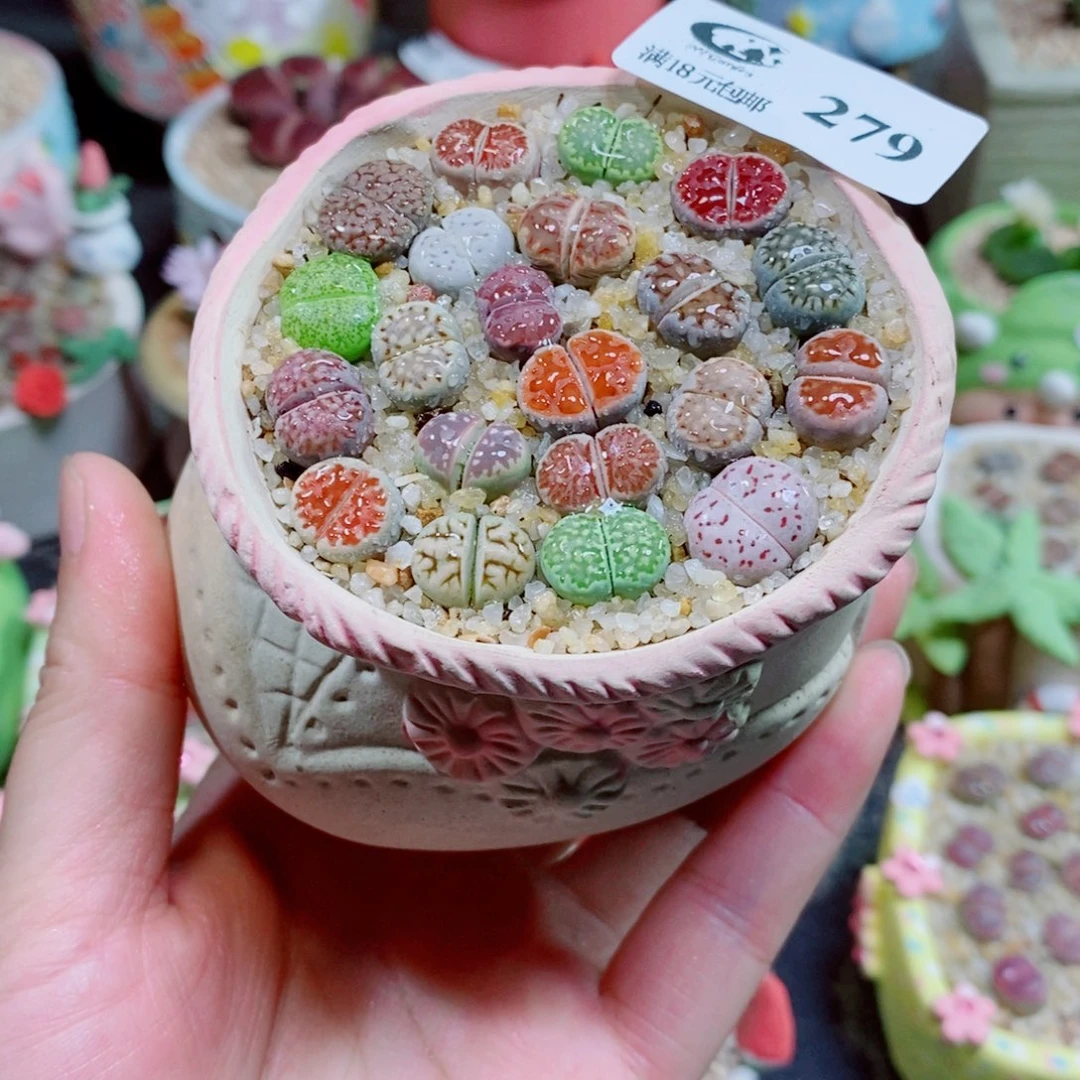 生石花花花花花花279