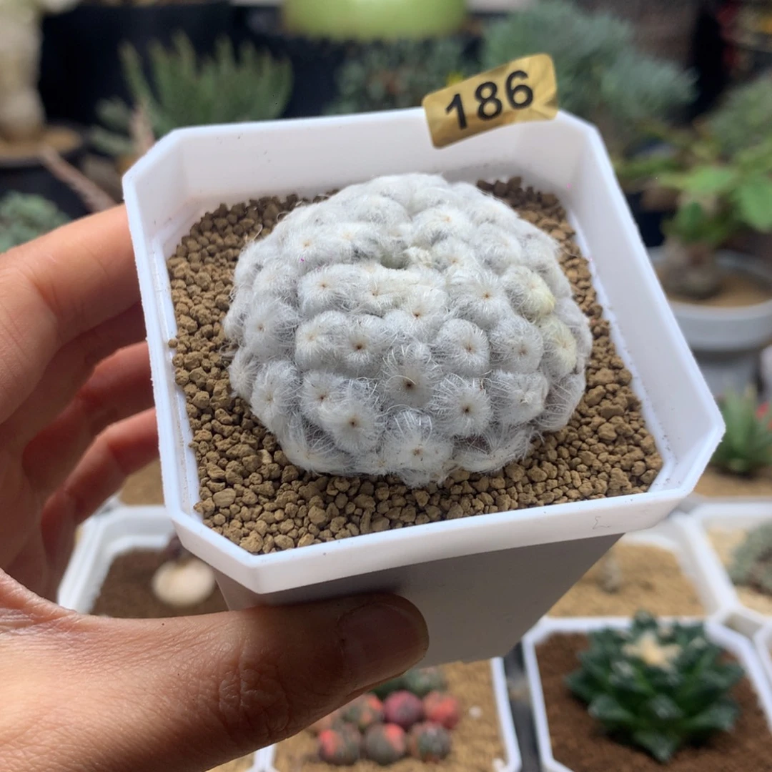 佛头白星自根脱土186