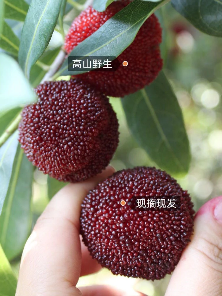 贵州高山杨梅现摘杨顺丰包邮酸甜当季新鲜孕妇水果泡酒