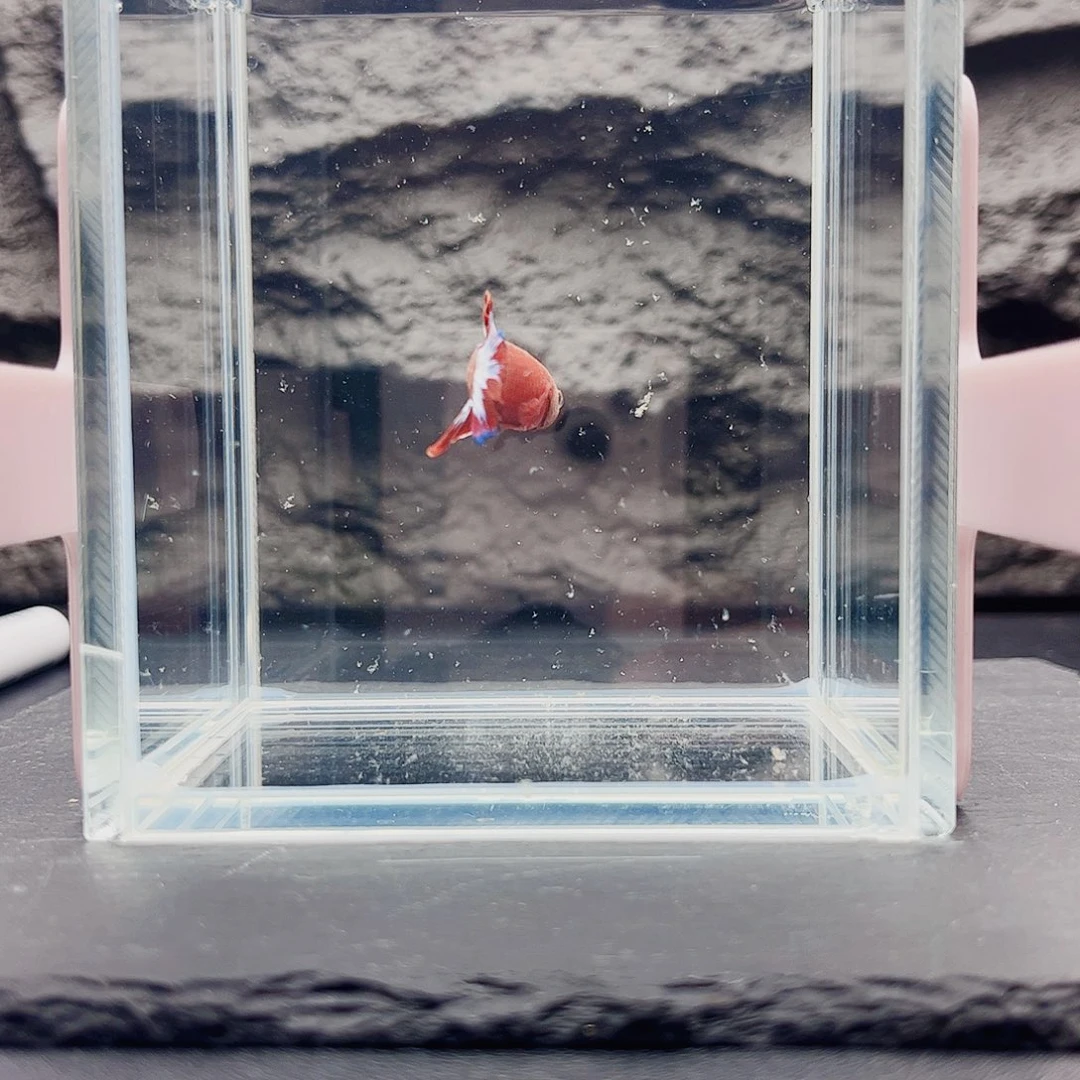 L***g海水鱼宙斯斗鱼竞拍10-30