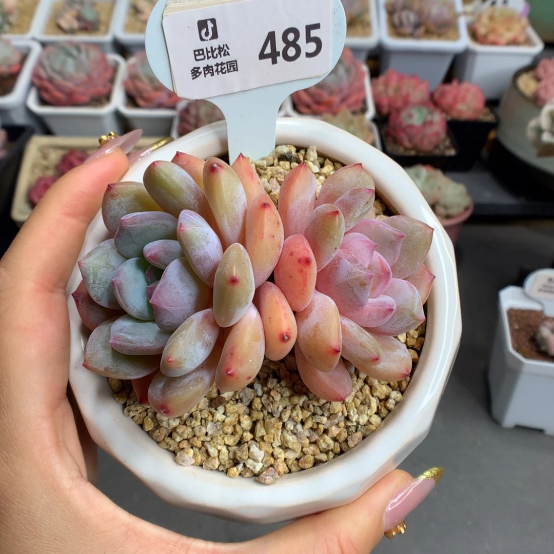 ღ**久485抽奖多肉植物一个