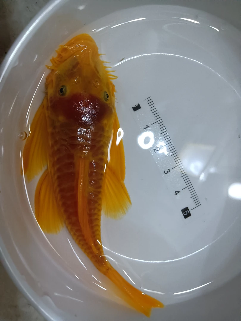 【入缸不售后】正宗台系黄金胡子大鱼异形除藻工具鱼小型热带观赏鱼