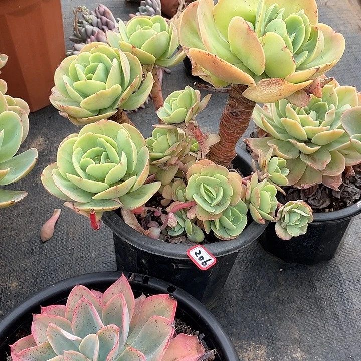 206碧桃 一物一拍多肉