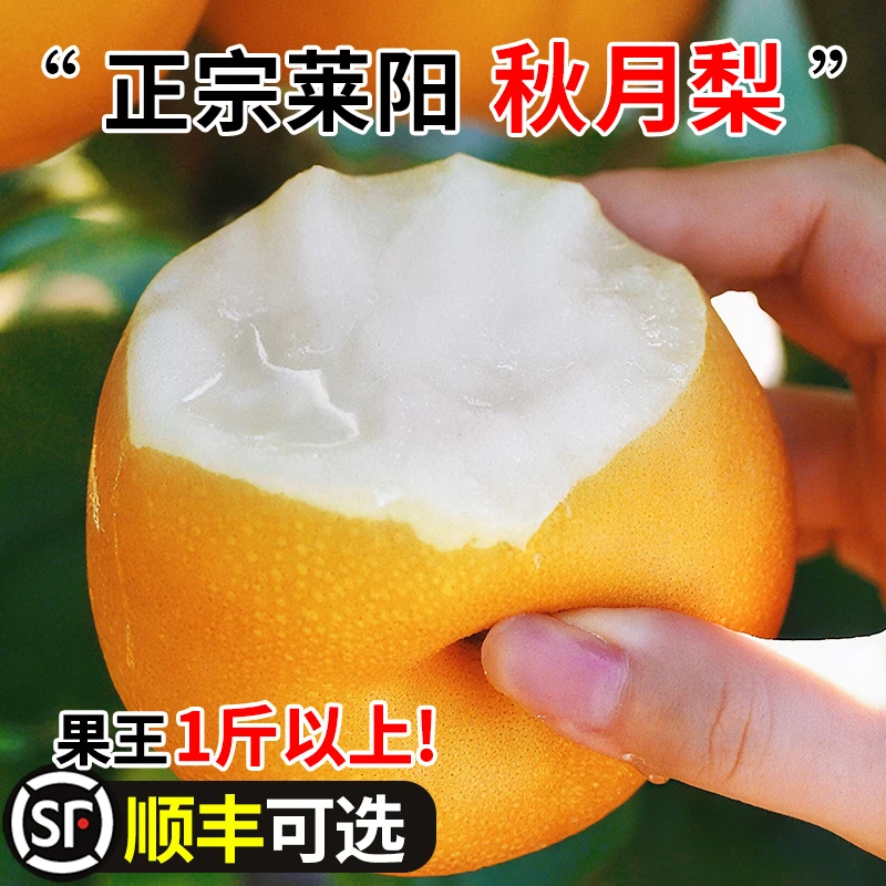 山东特产正宗秋月梨冰糖梨子真秋月新鲜水果脆甜应季产地直发