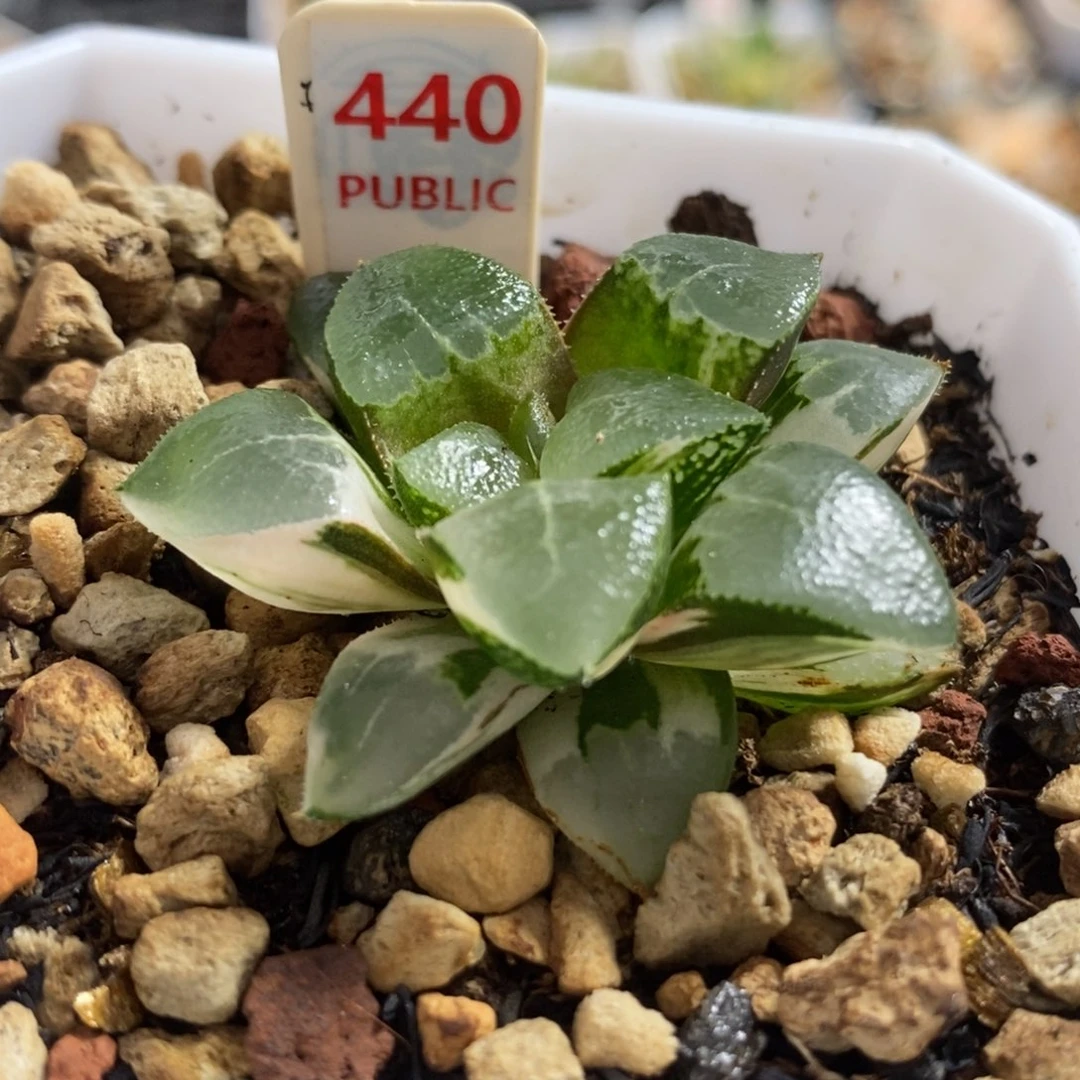 440木叶克锦一物一拍