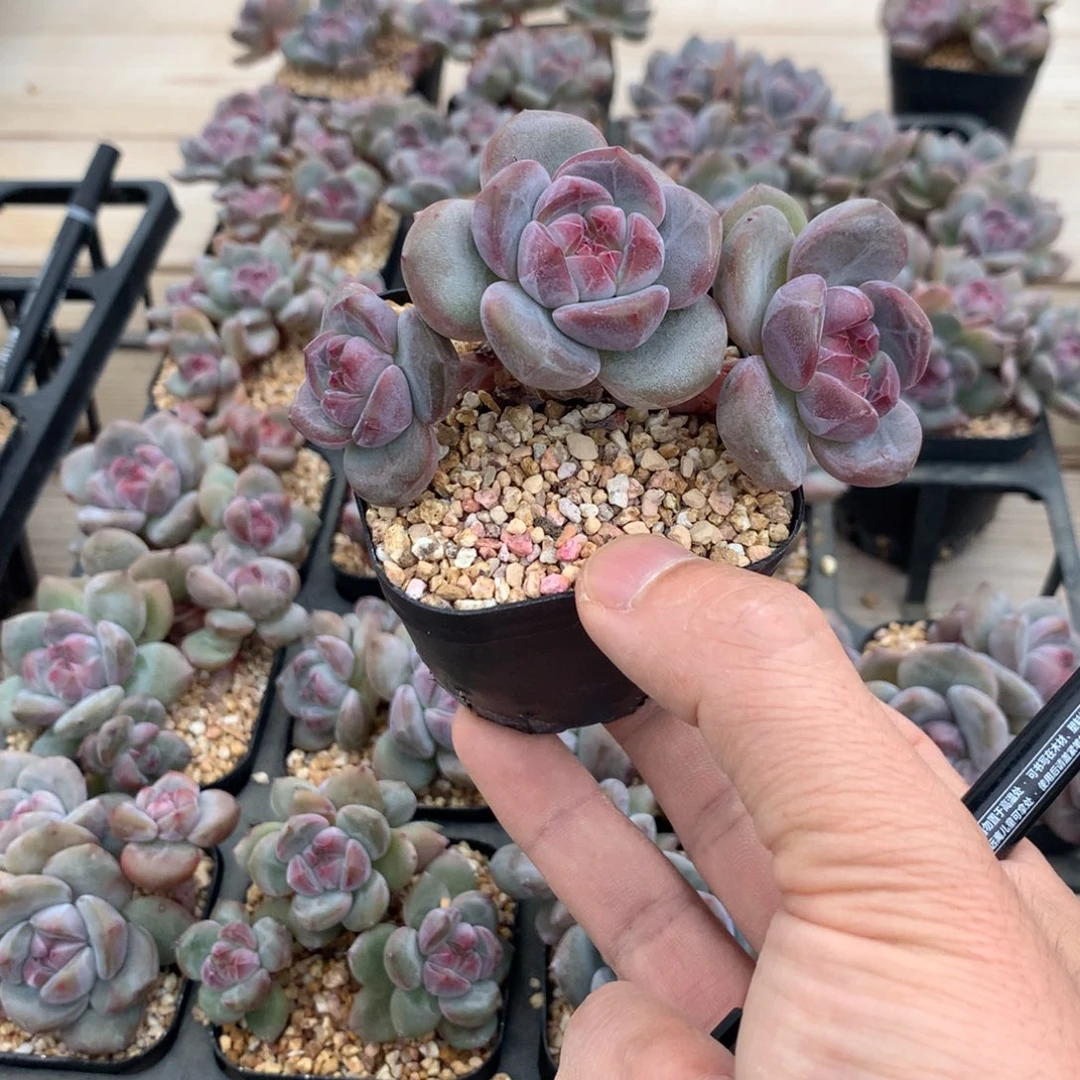 小***影小影突尼斯发货多肉