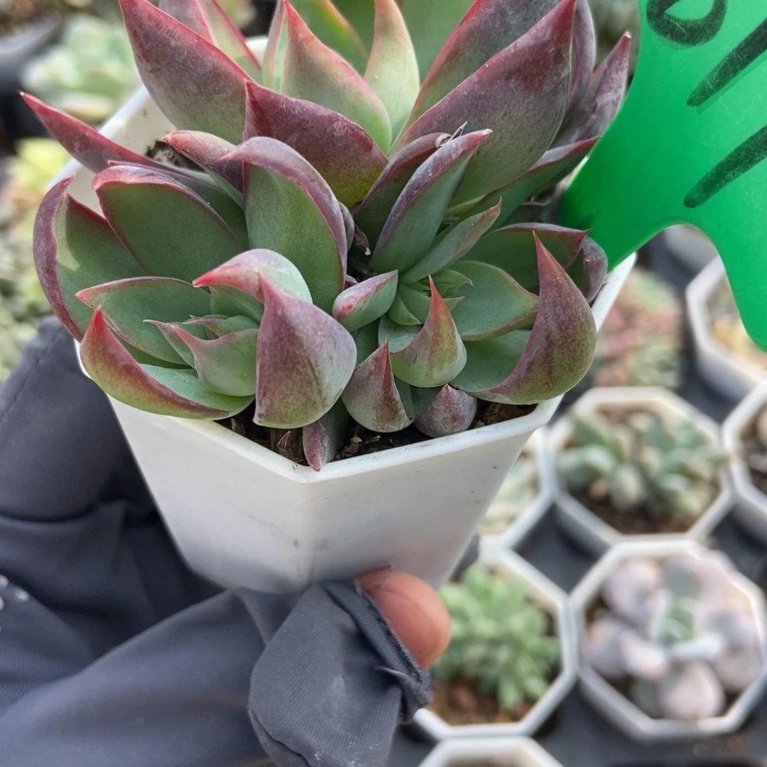 819惊鸿仙子多肉植物