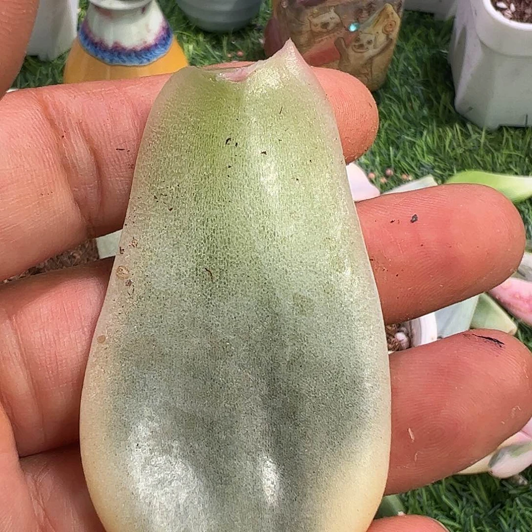 明**好多肉植物多肉植物