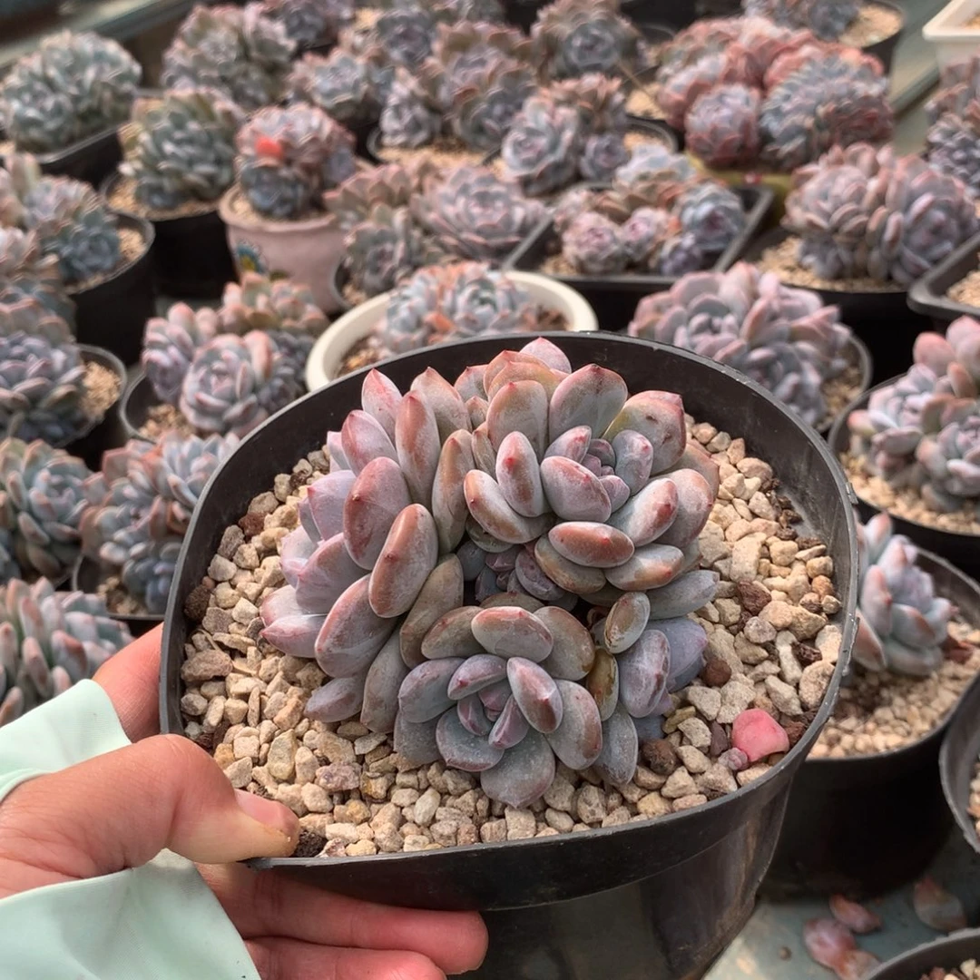 无花朵哈哈哈哈哈哈哈哈哈12