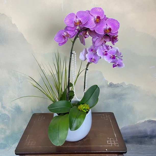 【玉玲珑➕粉可可】蝴蝶兰带花带剑紫色室内花卉艺术好养蝴蝶兰盆栽