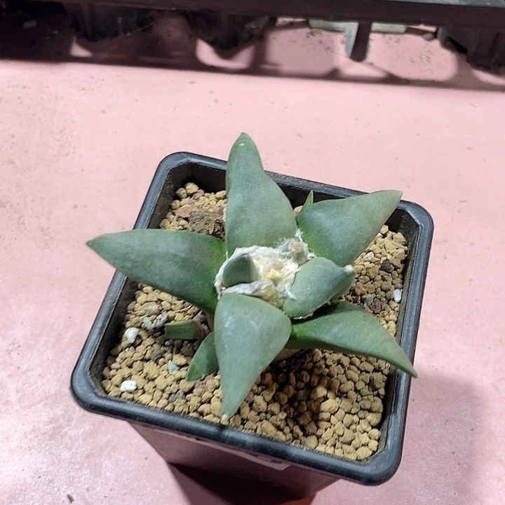 588实生大龙牙岩牡丹