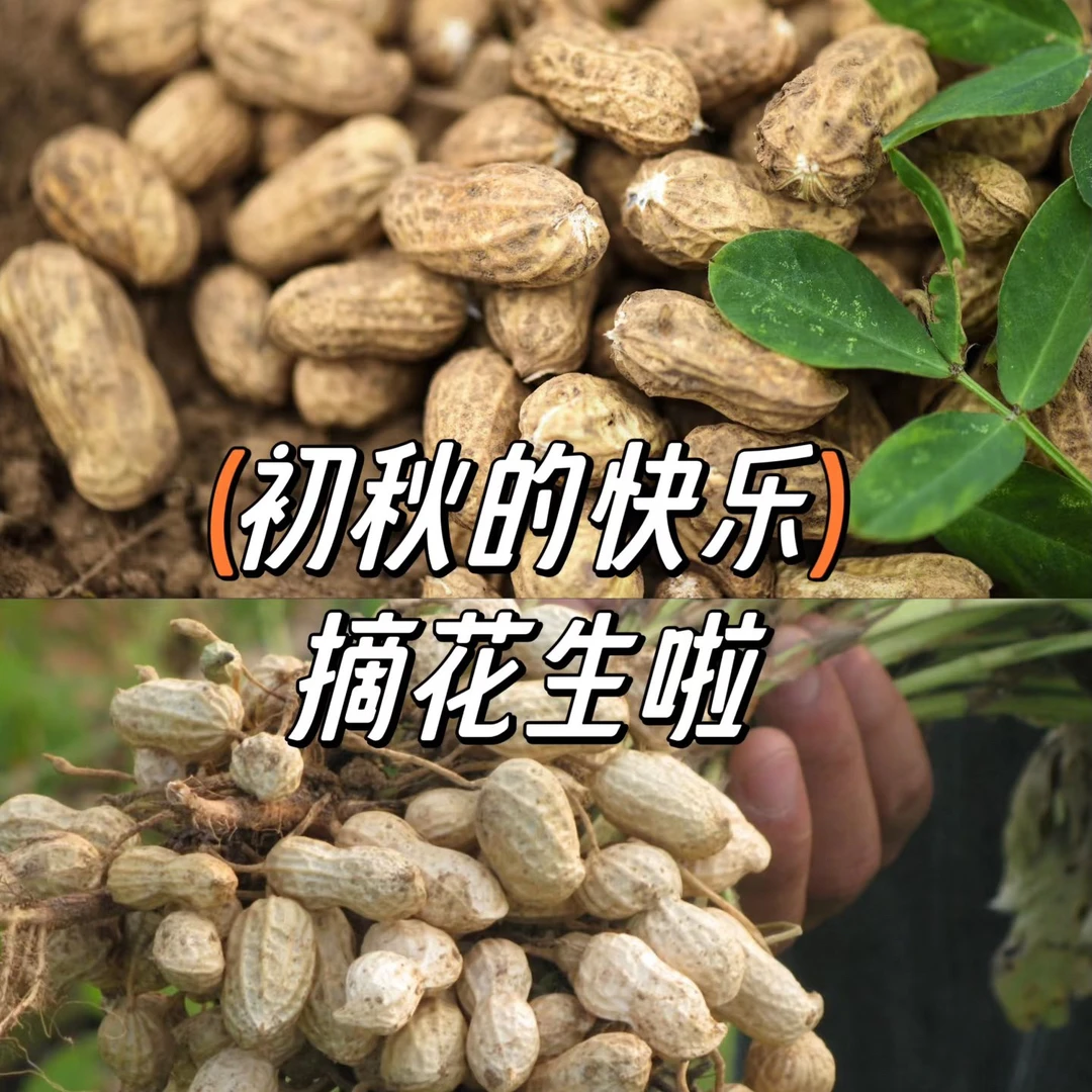 【顺丰京东】2025年农家自种新花生粉皮水煮花生