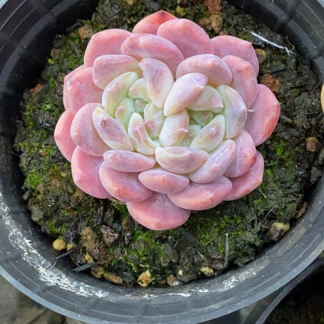 精品多肉一物一拍不包整315