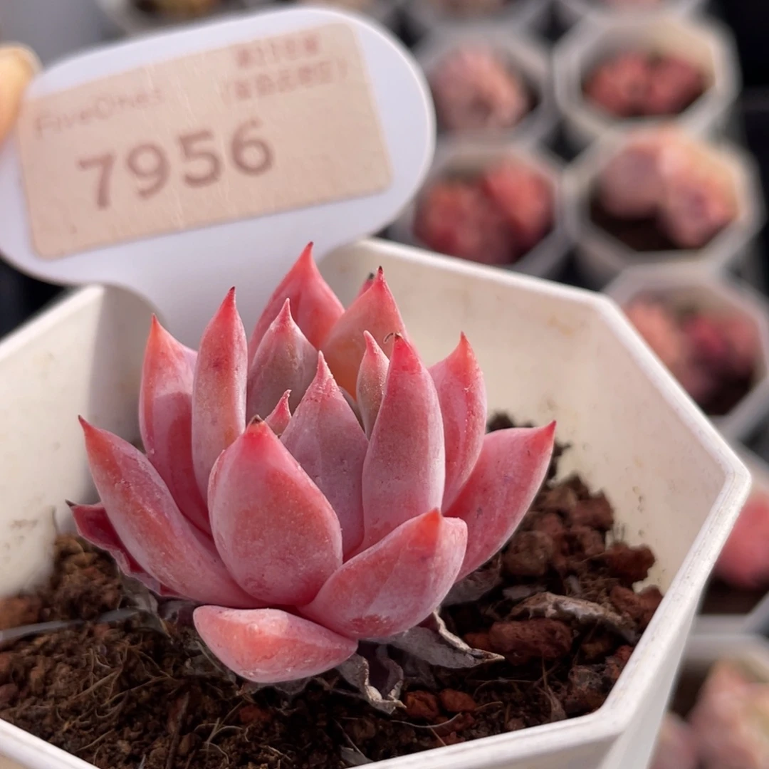 粉蓝鸟7956-4.0厘米