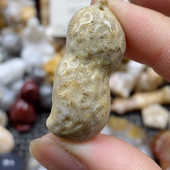 颈饰未镶嵌硅化珊瑚（珊瑚玉）