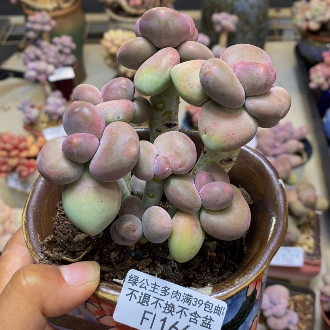 166芒果奶二代多肉9c