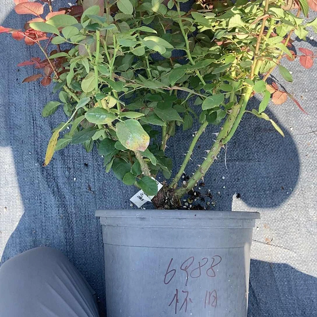 当前无花朵，栽培后可花朵是****～怀旧浪漫根接两加仑