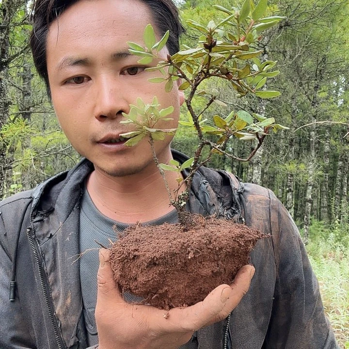 当前无花栽培后可以开花