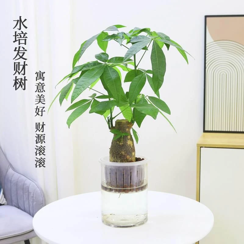 发财树盆栽室内水培植物客厅桌面小盆栽盆景招财净化空气好养花卉