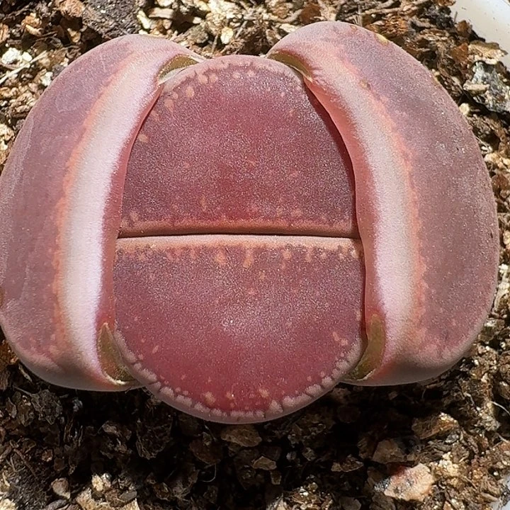 生石花233:：：。  59