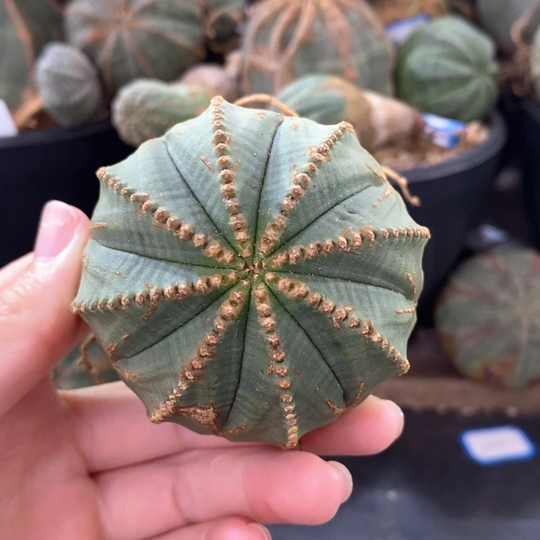 5布纹球精品一物一拍