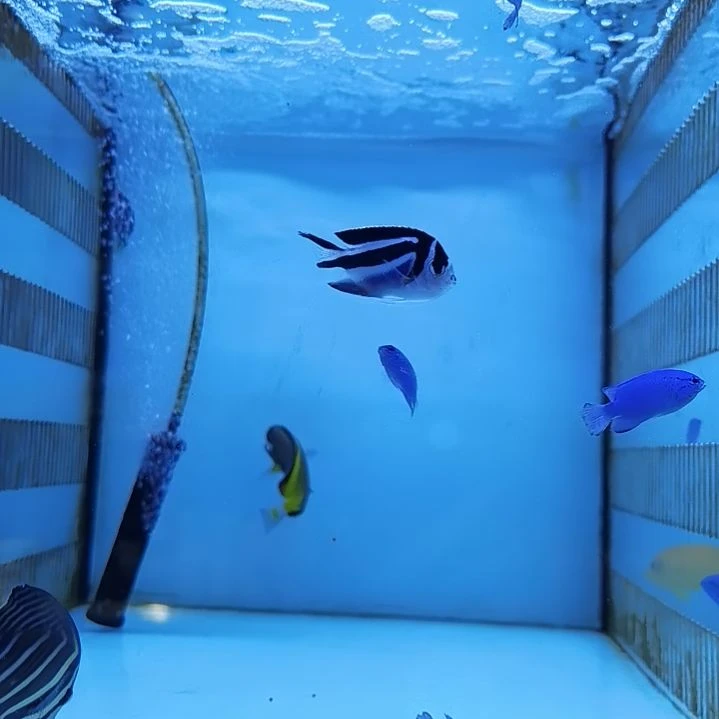 那片海朱雀店土耳其仙1条