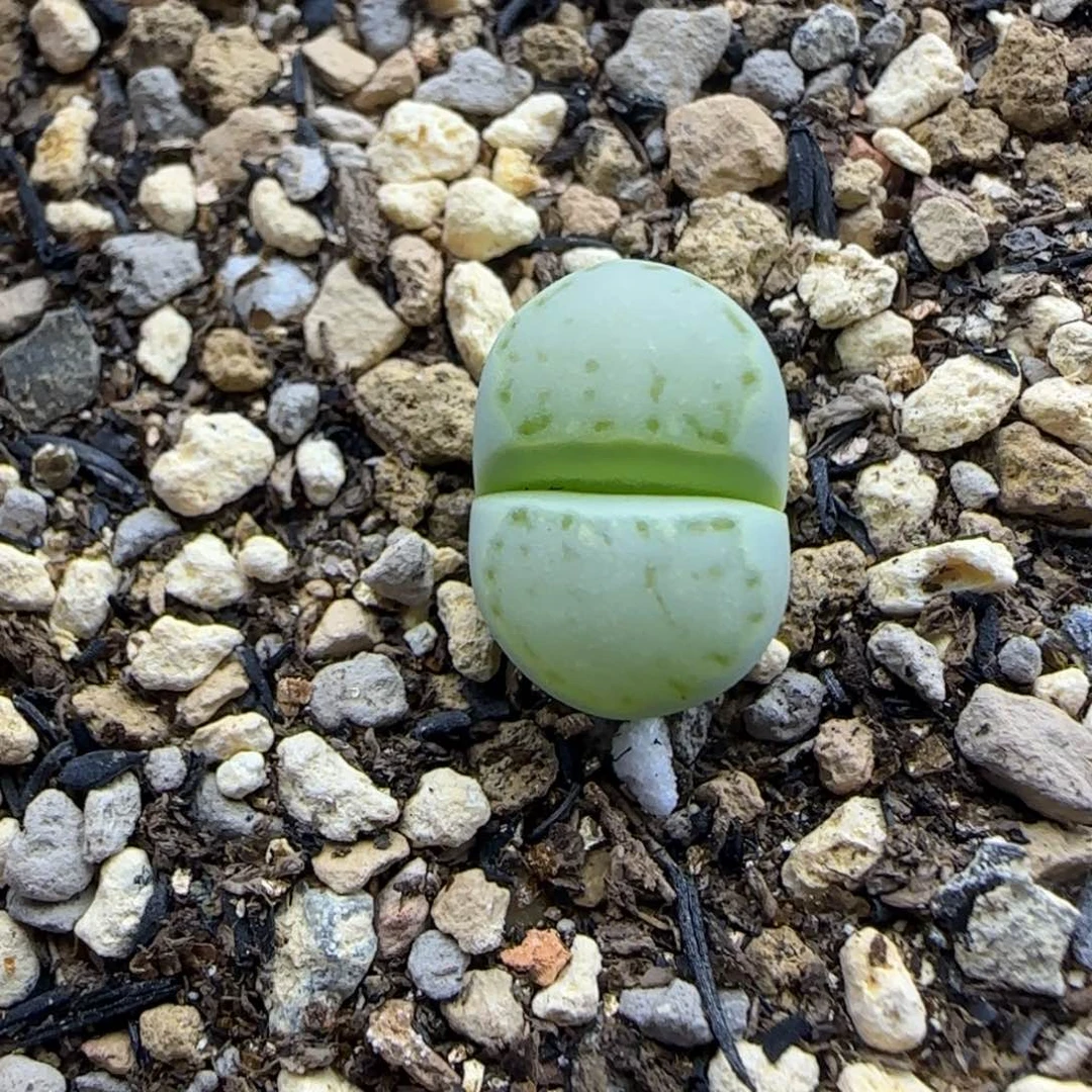 透窗绿饼干开播福利30包邮