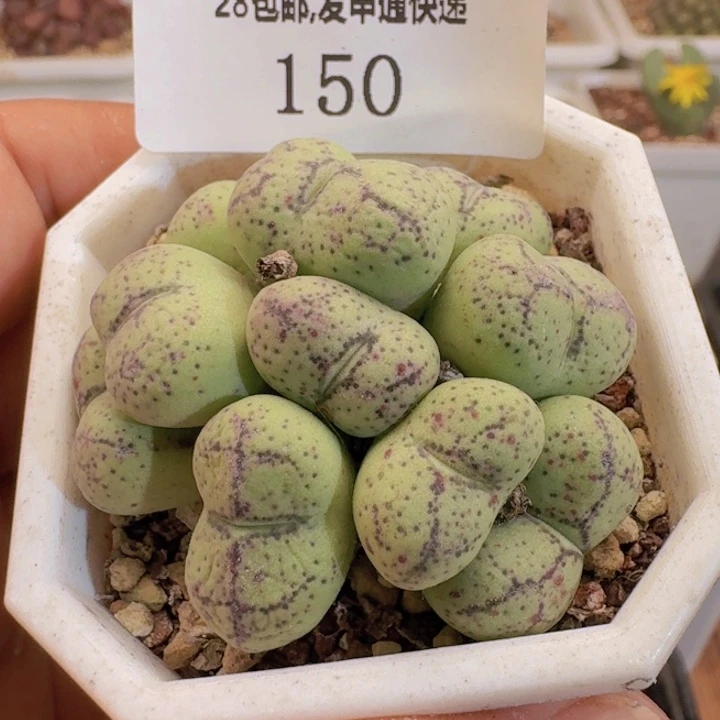 15盆大型猴脸。