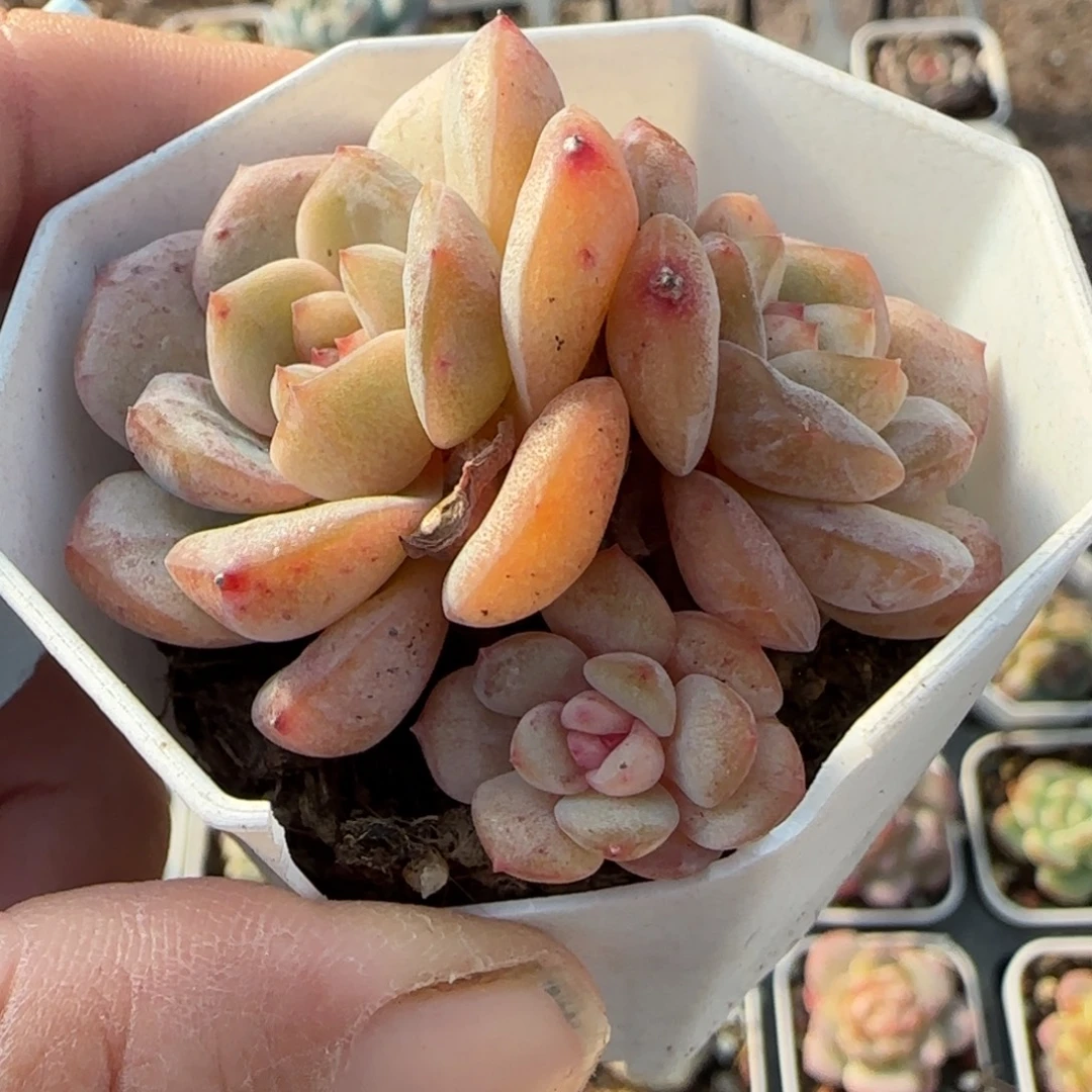 小卡拉米糖心一物一拍