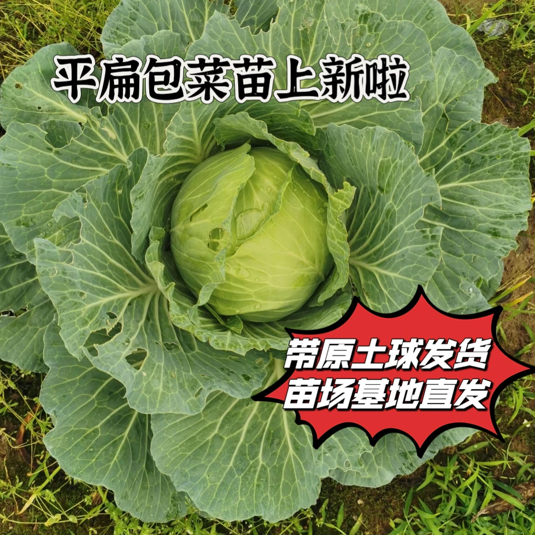 平扁包菜蔬菜秧苗适合小庭院小阳台小空地等种植蔬菜秧苗耐寒秧苗