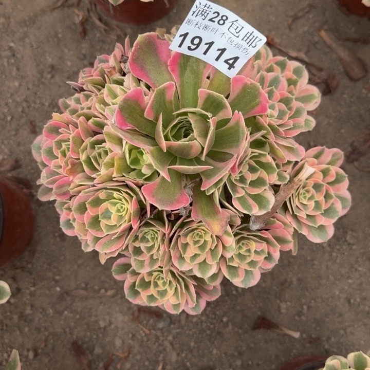 19114女巫多肉植物