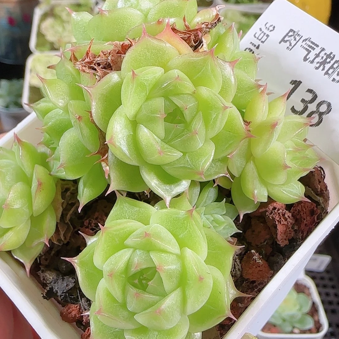 0916---138糖心珍妮